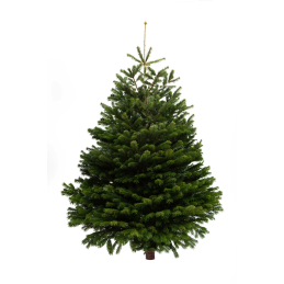 Nordman Fir