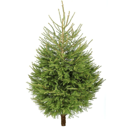 Norwegian Pine
