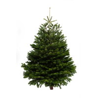 Christmas Trees, Wreaths & Accessories