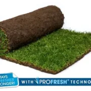 Rolawn Medallion® Turf