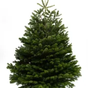 Nordmann Fir Christmas Tree